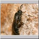 Psenulus sp - Grabwespe 04b 8-9mm mit Blattlaus.jpg